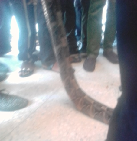 Snake Killed In UNIOSUN Ipetu Ijesa Campus After It Swallowed An Animal