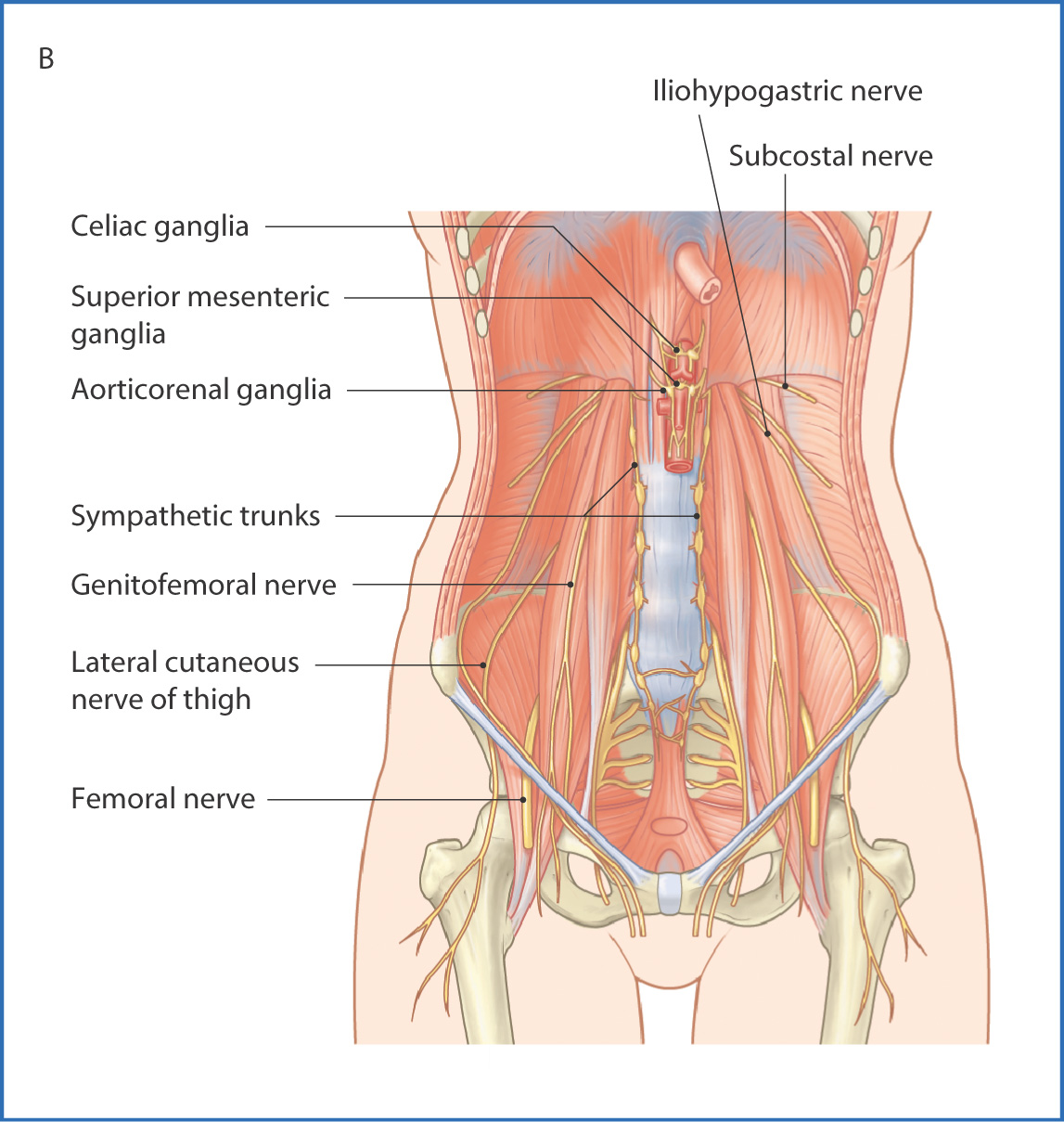 Anatomy MCQ: Abdomino-Pelvic Wall and Diaphragm