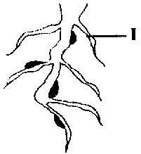 The structure labeled I represents a | Campusflava